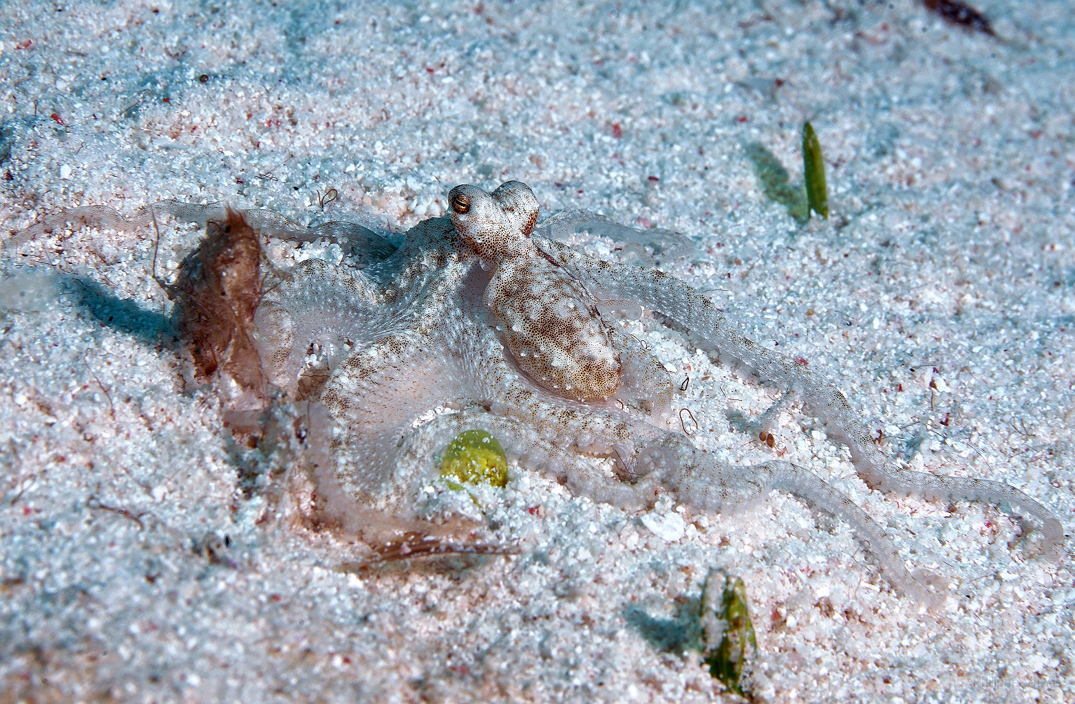 Banda Sea 2018 - DSC06635_rc - Undescribed Octopus sp 2.jpg